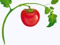tomatoPlant
