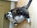 Fat Cat Cleaning Herself Against Wall