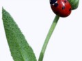 ladybird_4
