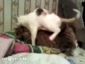 Кот пытается завести кошку