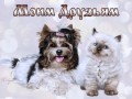 моим друзьям