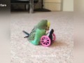 Попугай изнасиловал игрушку