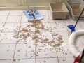 CAT RAT - THUG LIFE