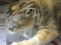 Кот[367248]