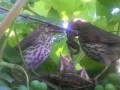 Птица кормит детенышей