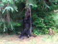 Watching a Grizzly Bear Scratching against a tree at Knight Inlet BC