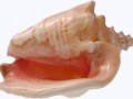 conchshellbeautyshot1