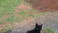 the water changing directions just to chase the cat