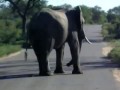 Huge Elephant Taking A Dump