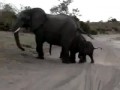 Слоненок чихнул