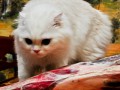 Филь злой