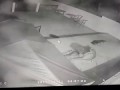 Голодная пума нападает на собаку - добермана (Hungry cougar attacks dog - doberman)
