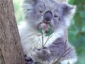 коала-презрение