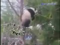 Панда бьет ветку