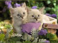 котята