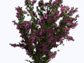 bougainvilla2