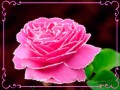Коллаж Анимация от tane4ki 777 "Розовые розы"