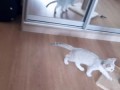 Пли!