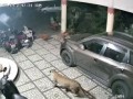 Леопард атакует спящую собаку