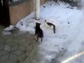 Собака переносит кота через дорогу