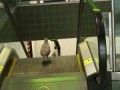 Птица на эскалаторе