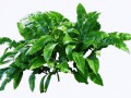 leafy_plant_png___by_alz_stock-d7mq0w1