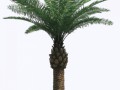 palm_tree