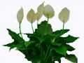 {85E7D259-8C1E-8EDB-206B-F0612E679FC1}