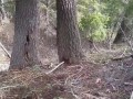 Собаки сгоняют медведя с дерева