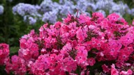IMG_9987 копия