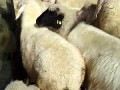 Модные овцы