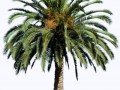 palma_klipart_14-350 (1)