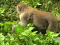 Тайланд обезьяны самки с детенышами