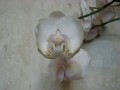 Орхидея - распускается