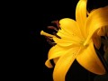 clock yellow flower00014