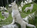Карри_1