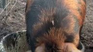 Schwein