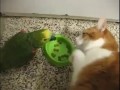 Кот и попугай - драка за еду / Cat and parrot - fight for food