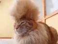 кот в душе Царь Зверей