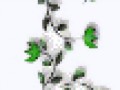 1_3_arnusha