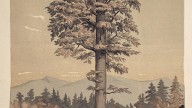 Sequoiadendron_giganteum_(49683628183)