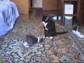 Кошки выясняют отношения