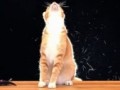 those who have cats will understand