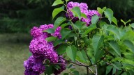 IMG_9855 копия