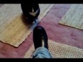 Epic battle cat fight with a shoe.avi