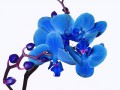 siniy_falenopsis