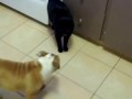 Кот и щенок