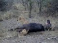 Lion Cub Stuck in Buffalo Butt