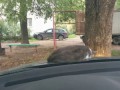 Кот решил прикорнуть на капоте автомобиля