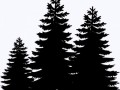 8195e6dd664ce04f65ea406530c54d0c_pine-tree-clipart-transparent-pine-tree-clipart-transparent-backgro